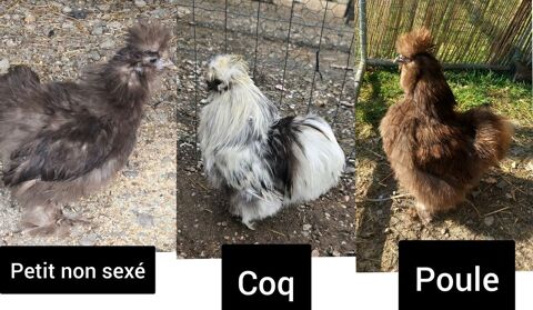 Trio silkie 65 71360 �pinac