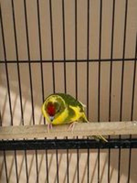   Kakariki  