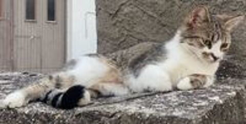   Chat perdu 