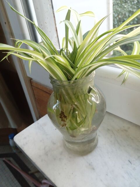 Lot 4 boutures de Chlorophytum plante verte prête à planter 1 Herblay (95)