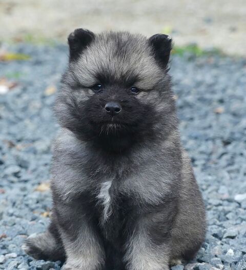 Chiots Spitz loup LOF 1100 91650 Breuillet