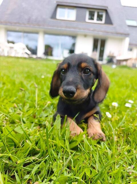 Chiot teckel  0 56200 Saint-martin-sur-oust