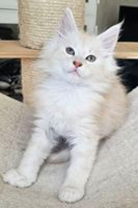   Magnifiques chatons Maine Coon loof, LIVRAISON 