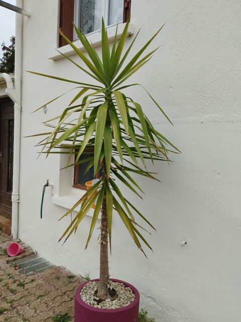 Yucca 50 Pinon (02)