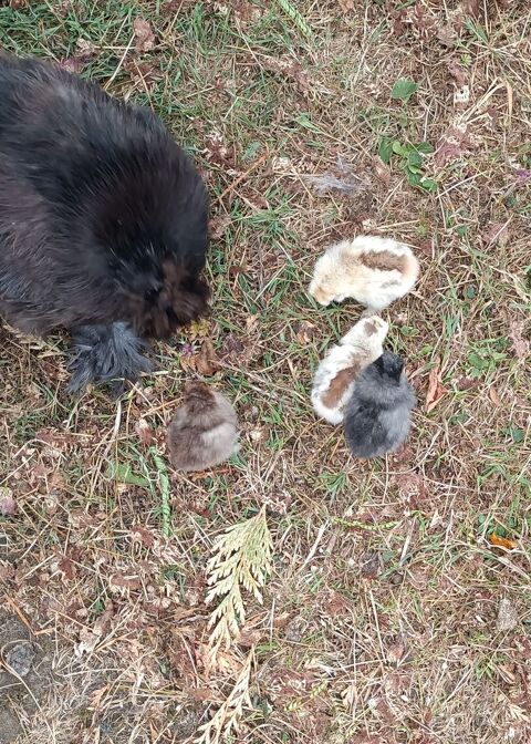 Poules Soie. 15 86380 Vendeuvre-du-poitou
