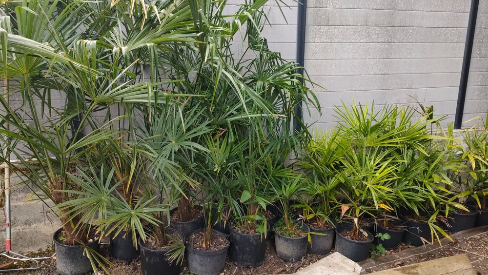 Palmier Chamaerops excelsa Jardin
