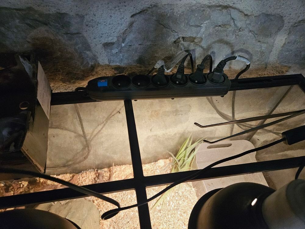 Terrarium (x2) et un occupant (boa) 