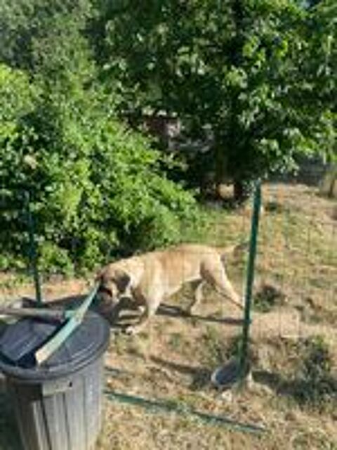   Donne chien Bullmastif mâle de 4,5 ans 