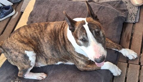 Kirikou 10 ans cherche un bon foyer 100 95170 Deuil-la-barre