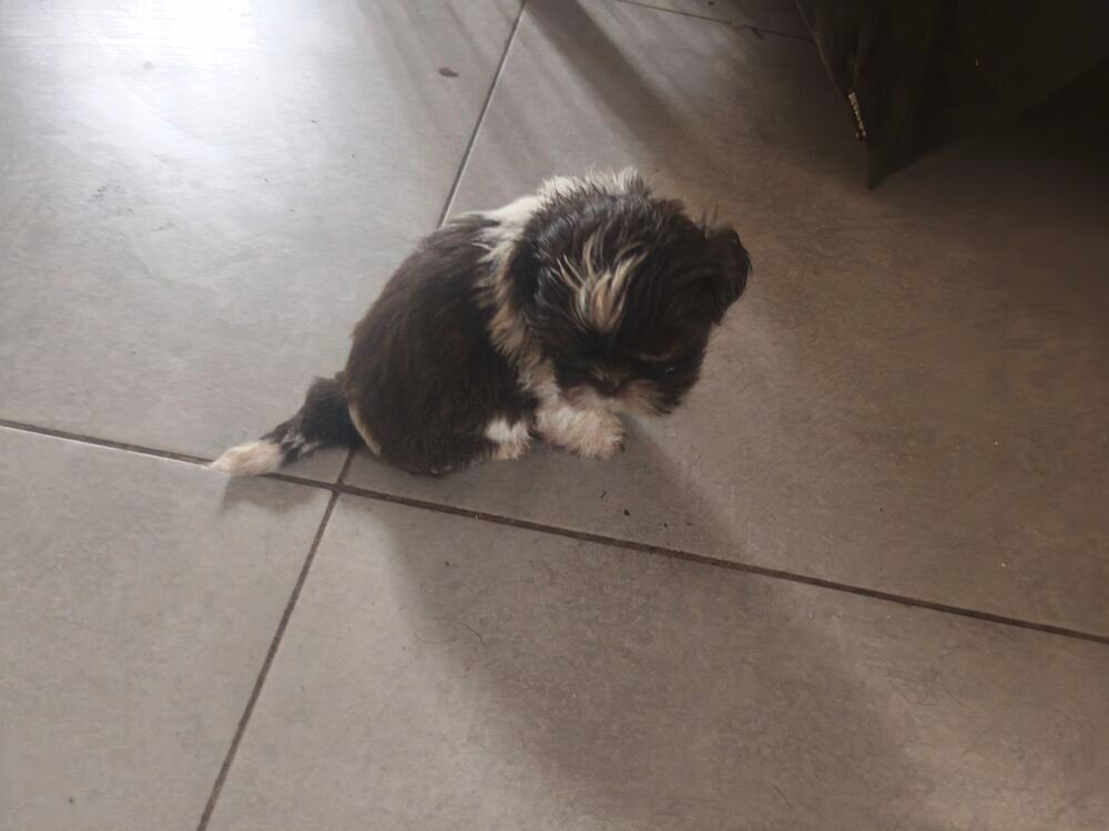   Adorables bébés Shih Tzu  