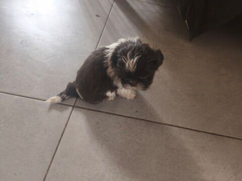 Adorables b&eacute;b&eacute;s Shih Tzu 900 34400 Lunel