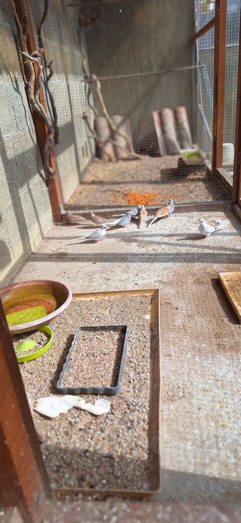 Colombes diamant, 5 85340 Les sables-d'olonne