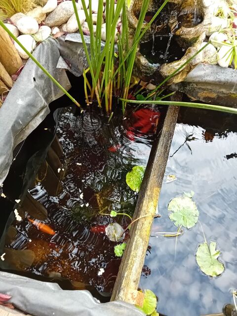 don poisson rouge 
de jardin 0 33138 Lanton