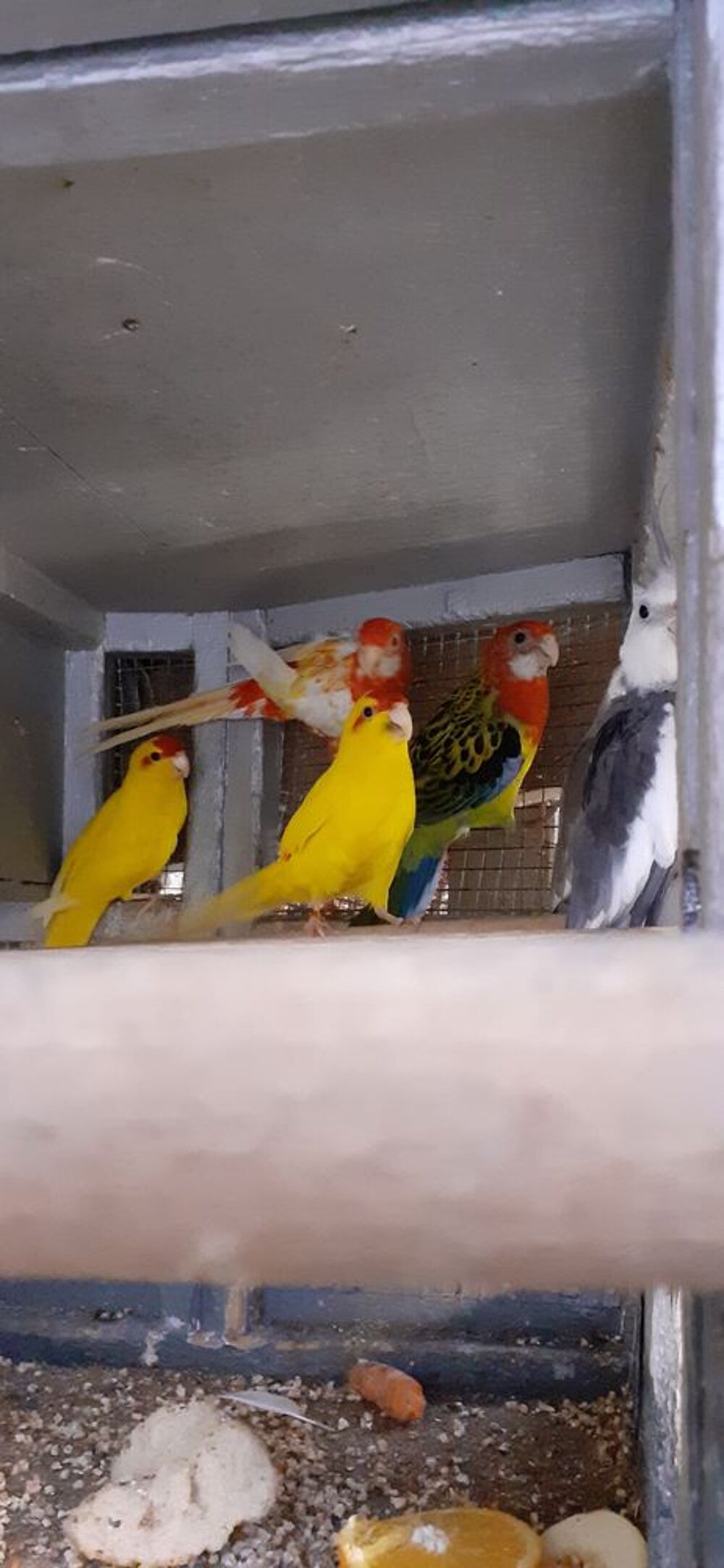   OISEAUX DE CAGES ET DE VOLIÈRES  