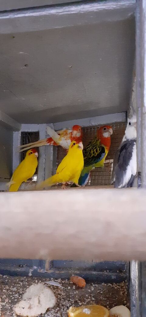 OISEAUX DE CAGES ET DE VOLI&Egrave;RES  40 22400 Lamballe