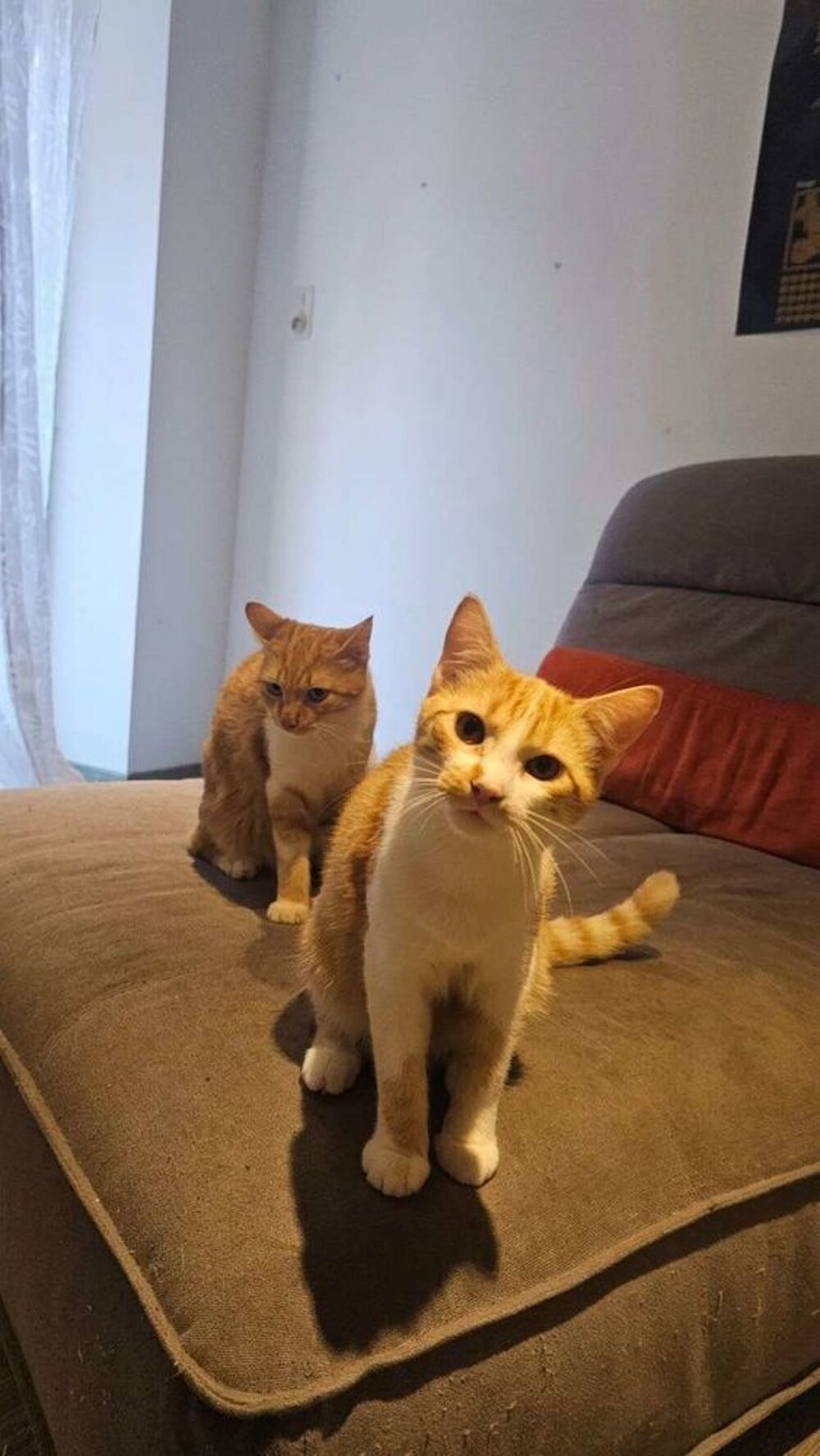   Donne 3 chatons mâle roux 