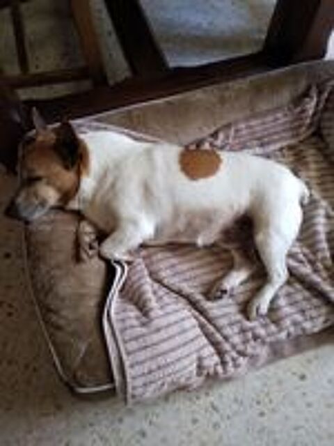  A placer jack russel 