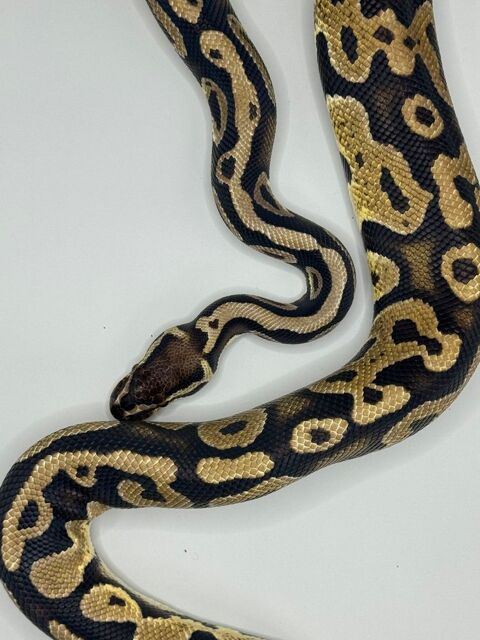 Python regius femelle (0.1) 150 25470 Goumois