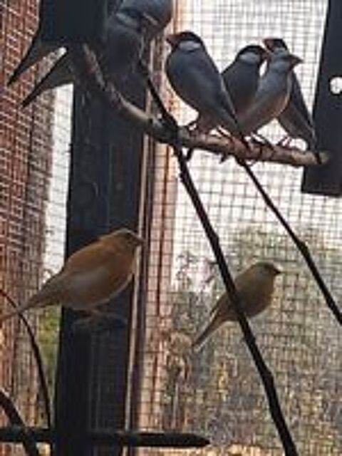   Oiseaux 