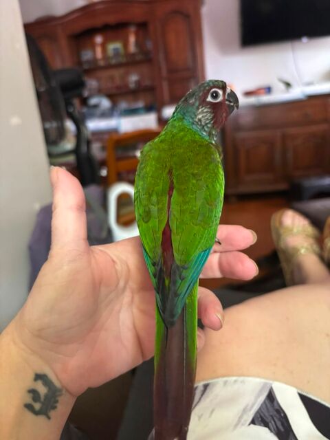 Conure Emma  300 34290 Valros