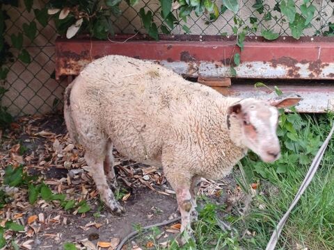 Agneau male 260 72150 Le grand-luc