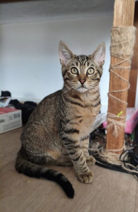 Canopée 1 44000 Nantes