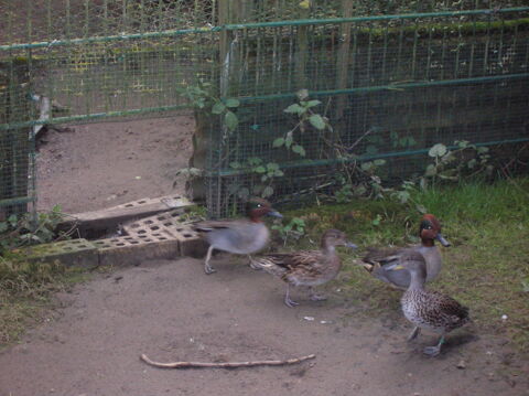 Canards " Sarcelle d'hiver " males 10 27700 Hennezis