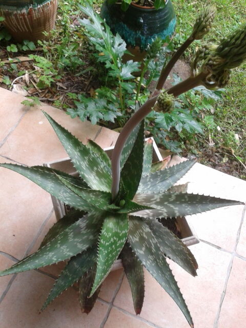 Plante aloe  verra 35 Toulouse (31)