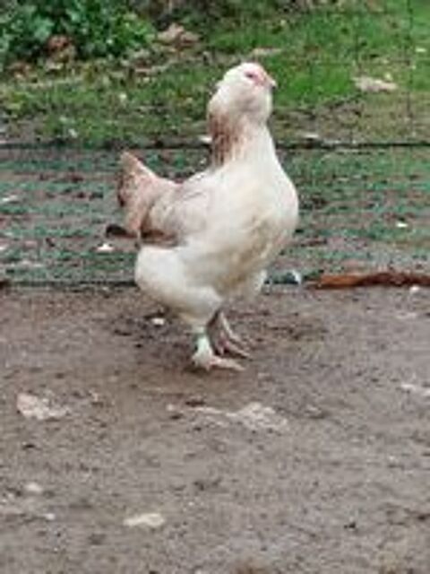   Très beau COQ REPRODUCTEUR 