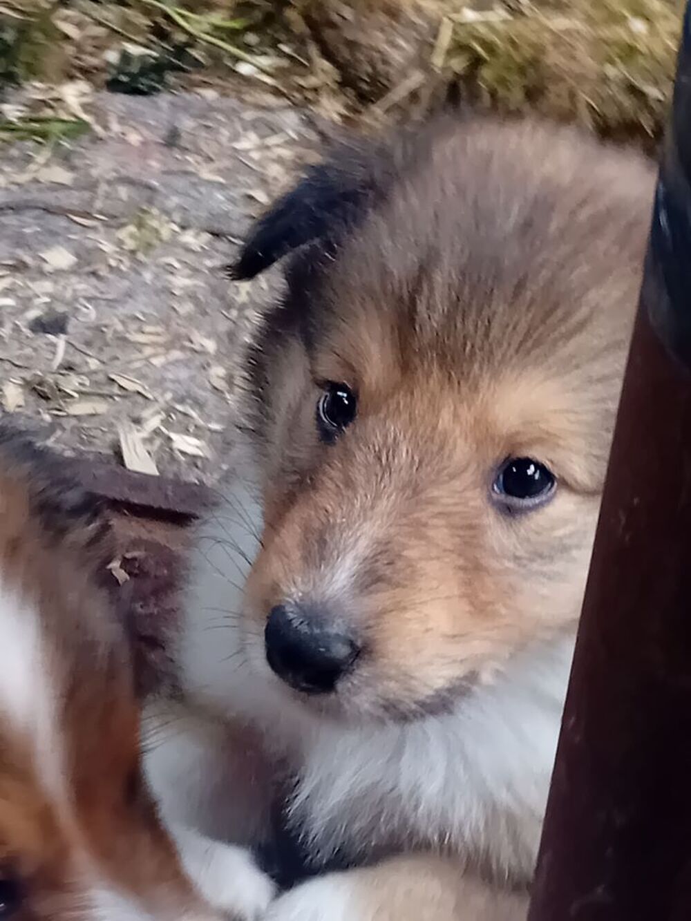   Chiots Colley à poil long américain 