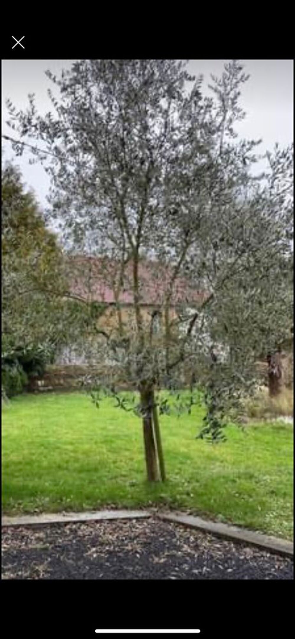 Oliviers arbre Jardin