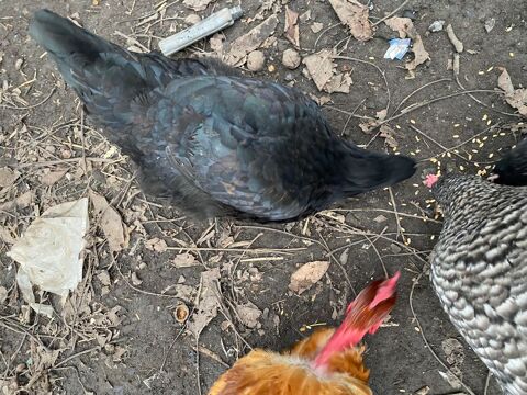 Poules 0 59190 Ca�stre