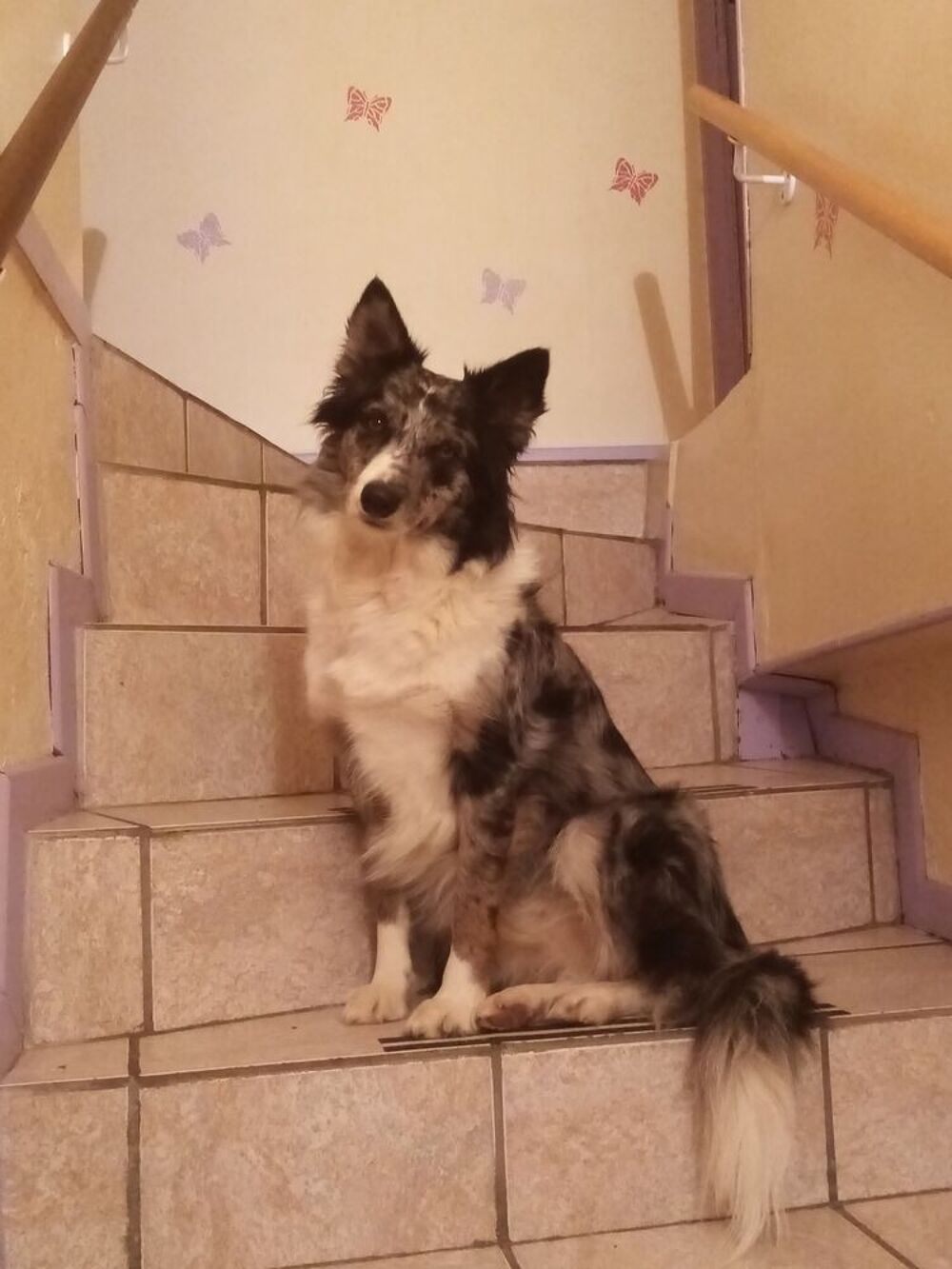  GARDE CHIEN 