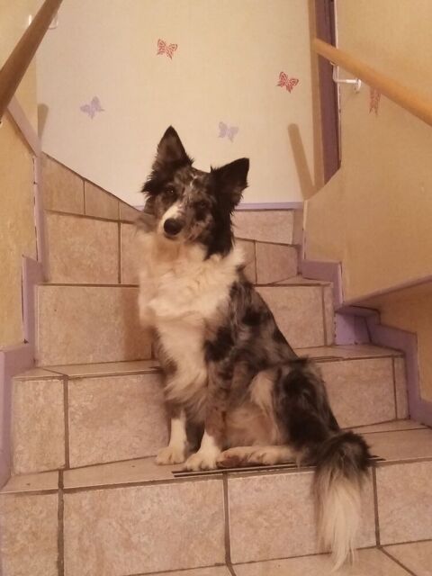 GARDE CHIEN 0 58700 Nolay