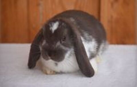   Lapins Nains Béliers  
