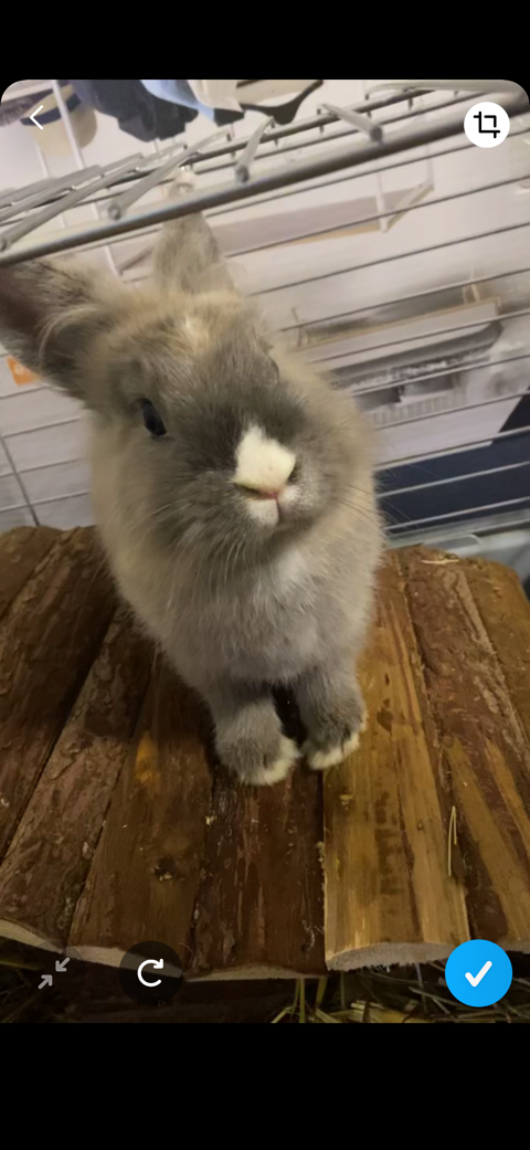 lapine 20 53100 Mayenne