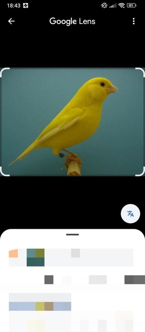 Recherche femelle canaris jaune . 0 49800 Brain-sur-l'authion