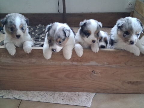 Berger australien 800 62800 Li�vin