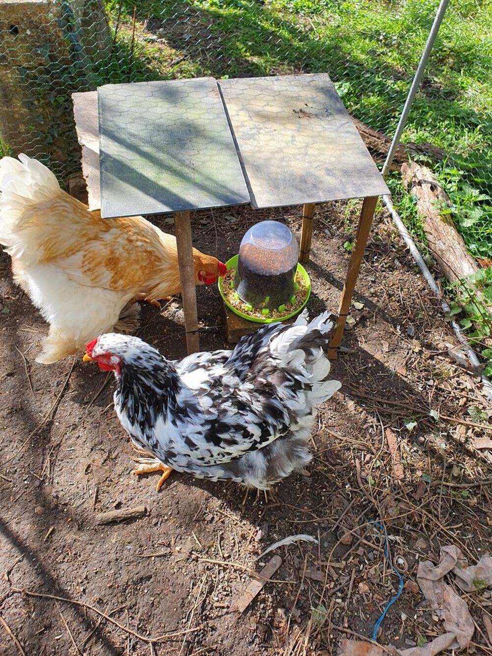   Coq brahma caillouté noir et blanc  