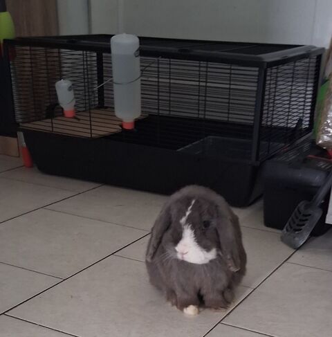 Donne lapin nain bélier lililop 0 62660 Beuvry