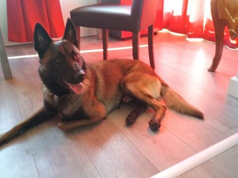 GARDE DE CHIENS 0 29217 Plougonvelin