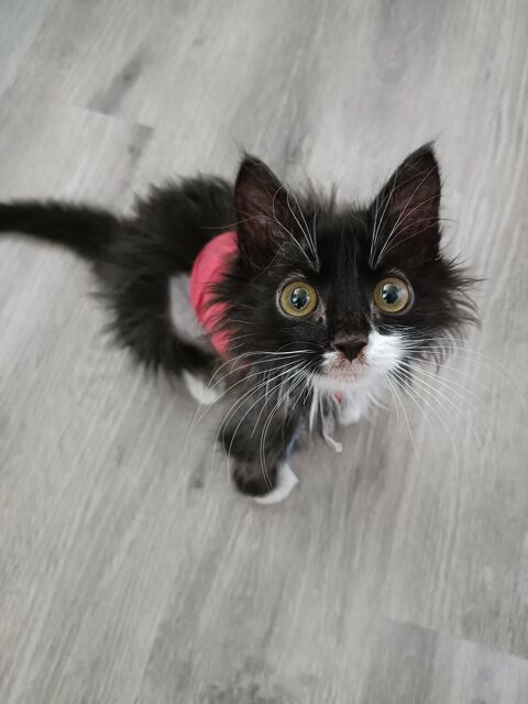 Boyd chaton mignon 200 91170 Viry-chtillon
