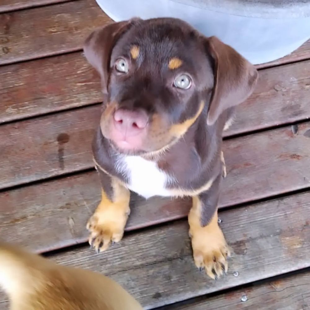   ✨️ CHOCOLATINE ✨️ 🐶 