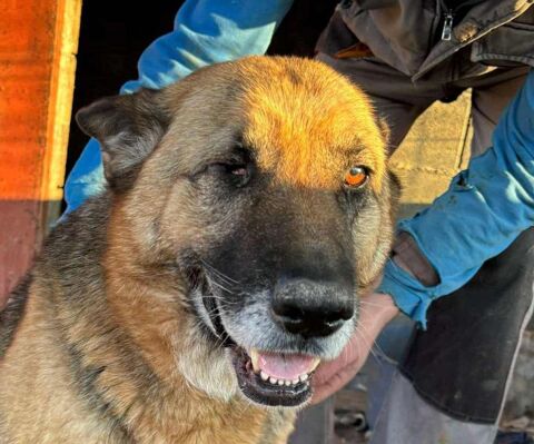 ALMA 320 27620 Gasny