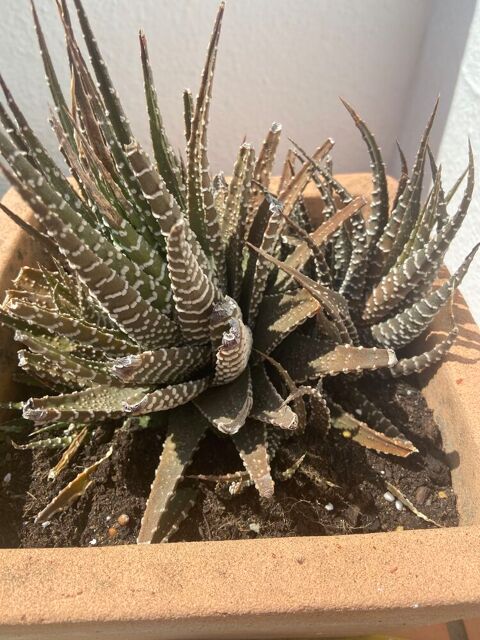 plante grasse Bègles (33)