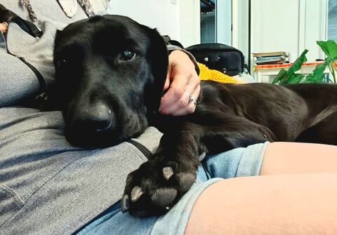 ✨️ TAORMINE ✨️ 🐶 290 78200 Boinvilliers