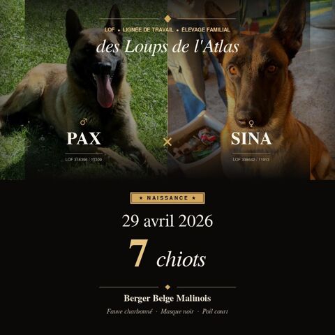 Chiots MalinOIS LOF - 4F 3M - &Eacute;levage familial 900 23800 Maison-feyne