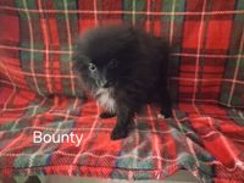   chiot spitz allemand 