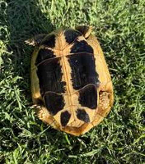   Tortue femelle 20 ans 