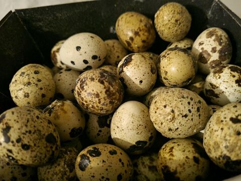 Oeufs de cailles 81600 Gaillac